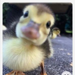 Meet your Posher, Selina